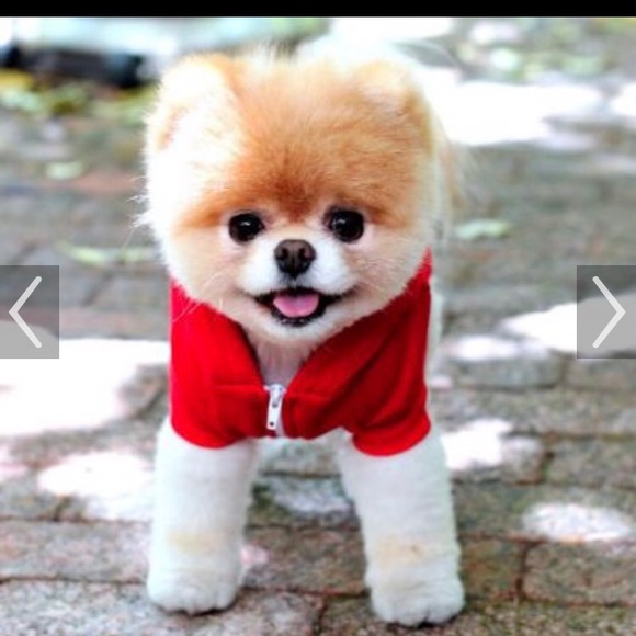 Meet your Posher, Jacki - Picture 2 of 2